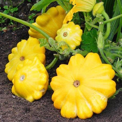 25 Yellow Bush Scallop Summer Squash Seeds for planting. Non GMO and Heirloom. 2.5 grams of seeds. Garden Vegetable Survival by Unknown