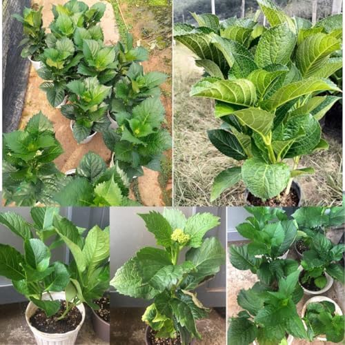 White Hydrangea Live Plant, 5-11 Inch Tall - Image 5