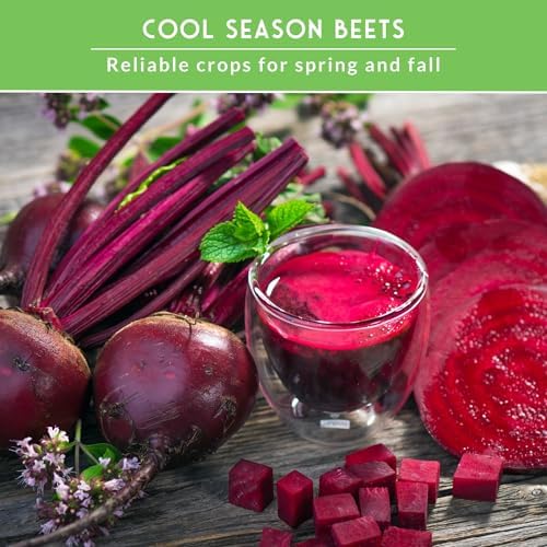 Beet Seeds 4 Variety Pack for Planting - Root Vegetables - Image 5