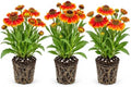 Sneezeweed Live Plant Plugs – Helenium Autumnale Hardy Native Perennial Starter Plants – Bright Yellow & Orange Pollinator Flowers for Gardens & Landscaping (3 Plants) by CZGrain