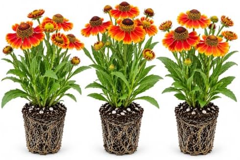 Sneezeweed Live Plant Plugs – Helenium Autumnale Hardy Native Perennial Starter Plants – Bright Yellow & Orange Pollinator Flowers for Gardens & Landscaping (10 Plants) by CZGrain
