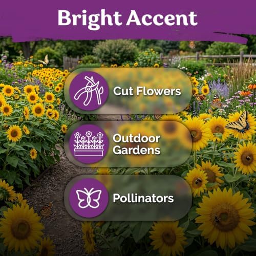 150 Dwarf Sunspot Sunflower Heirloom Flower Seeds, Helianthus Annuus - Image 6