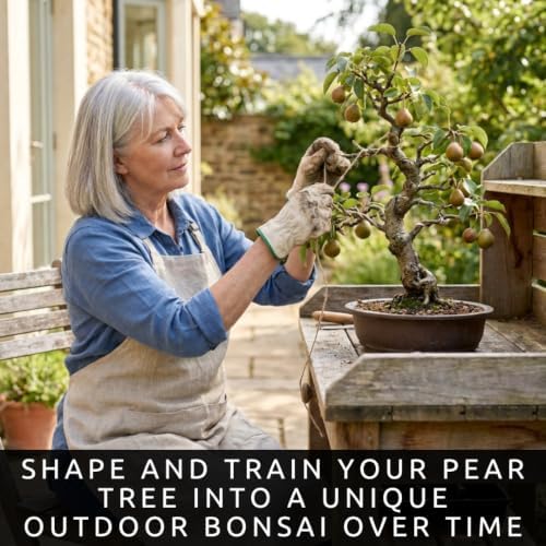 Pear Bonsai Tree Seeds for Planting - Mini Fruit Tree - 15 Premium Seeds - Image 3