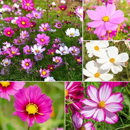 Groundio Cosmos Seeds Wildflower Mix 1 Oz, Over 3,000+, 4 Varieties Flowers Seeds for Planting (Radiance, Purity, Pinkie, Picotee), Open Pollinated Bulk - Image 5