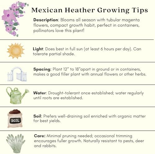 Clovers Garden Mexican Heather Magenta Plants - Two (2) Live Plants – Non-GMO - Not Seeds - Each 4" to 8" Tall – in 4" Inch Pots - Heat Tolerant, Pollinator Friendly, Low Maintenance - Image 7