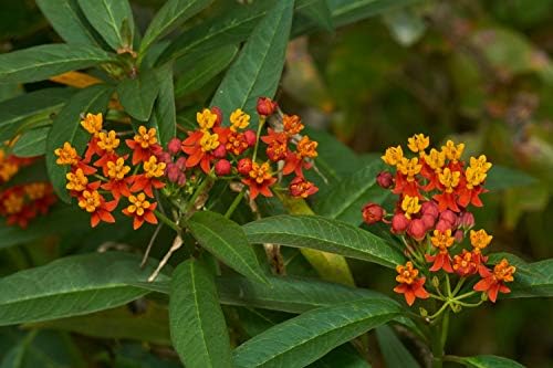 Red Milkweed Live Plants – Pack of 2, 4–6” Tall – Asclepias curassavica, Scarlet Milkweed, Tropical Milkweed – Fast-Growing – Indoor/Outdoor, Container-Friendly – Bloodflower Milkweed - Image 2