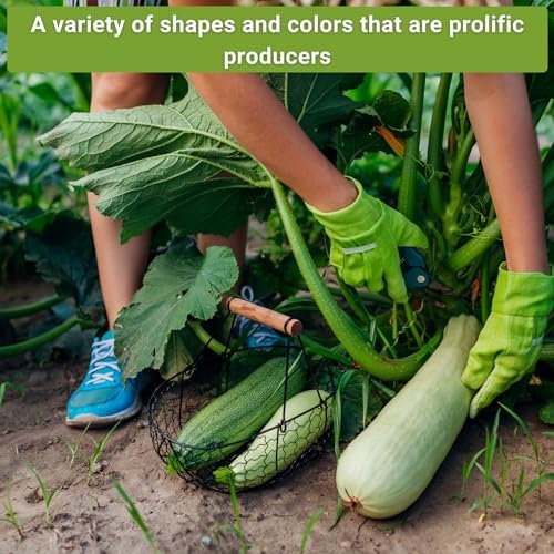 Sow Right Seeds - Zucchini Seed Collection for Planting Summer Squash - Image 4