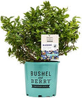 Bushel and Berry™ - Vaccinium x Jelly Bean (Blueberry) Edible-Shrub, , #2 - Size Container by GreenPromiseFarms