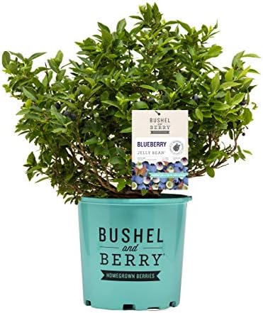 Bushel and Berry™ - Vaccinium x Jelly Bean (Blueberry) Edible-Shrub, , #2 - Size Container by GreenPromiseFarms