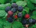 2 Jewel - Black Raspberry Plant - Everbearing - All Natural Grown - Ready for Fall Planting by Unknown
