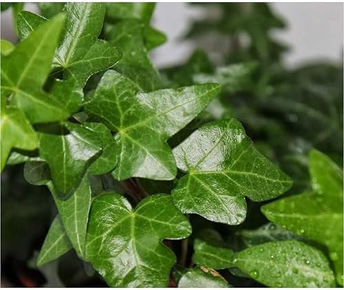 American Plant Exchange English Ivy – Live 4-Inch Potted Trailing Vine, Fast-Growing Air-Purifying Houseplant, Easy-Care Indoor & Outdoor Climbing Ivy for Hanging Baskets - Image 2