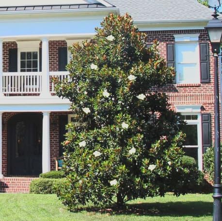 Magnolia grandiflora ‘Kay Parris’ Live Tree – Dwarf Southern Magnolia – Fragrant White Flowers – Evergreen Ornamental Tree – 1–2 Ft Tall Plant - Image 6