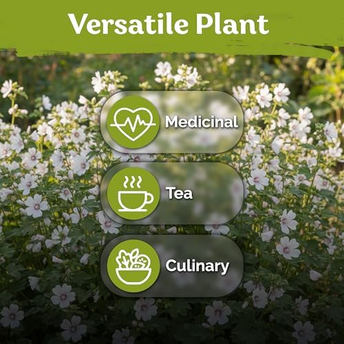 250 Marsh Mallow Heirloom Flower Seeds for Planting, Althaea Officinalis - Image 6