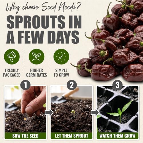 Seed Needs Chocolate Habanero Pepper Seeds to Plant Vegetables - 5 Packs - Image 5