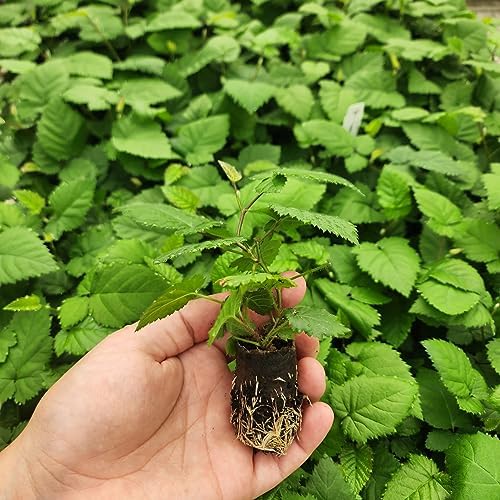Blackberry Plant Collection (4 Pack) Live Fruit Plants for Planting | 4 Different Varieties for a Continuous Harvest | Thornless & Thorny Mix| Large, Sweet & Juicy Berries |Perfect for Organic Gardens - Image 2