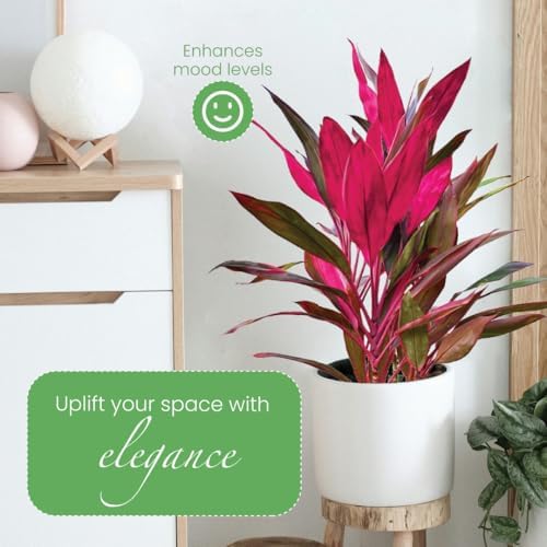 American Plant Exchange Ti Plant 'Sister' – 10-Inch Pot – Live Easy Care Indoor Houseplant, Air-Purifying, Bright Light Tropical Plant for Home, Garden Patio Decor - Image 5