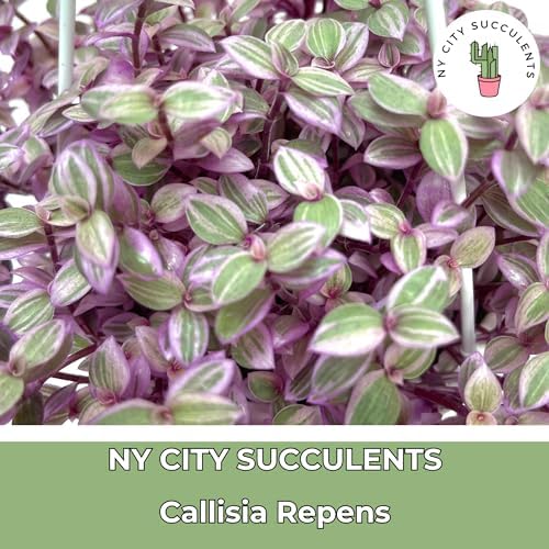 Live Succulents 4.5 Inch Pink Lady Callisia Repens with Hanging Basket - Turtle Vine Succulents Plants Live - Fully Rooted Easy to Grow Houseplants for Home Office Wedding Decor & Gift - Image 2