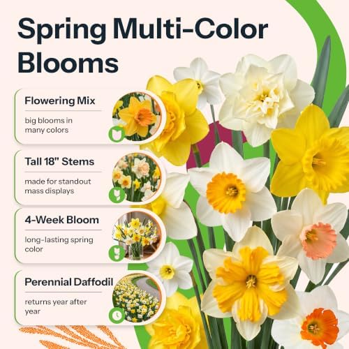 10 Mix Daffodil Flower Bulbs Large Flowering Mixture Narcissus - Image 2