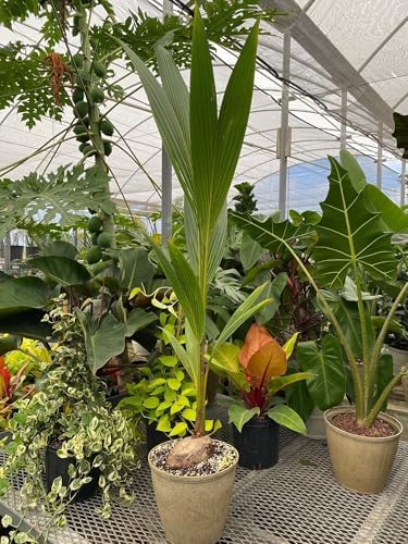 Green Malayan Coconut Palm Tree - Tropical Cocos Nucifera, Low Maintenance Live Exotic Palm for Indoor & Outdoor Spaces, Air-Purifying, Drought-Tolerant Ornamental Accent Plant (2gal Pot, 3-4ft) by EurekaFarms