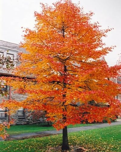 Black Tupelo Tree - 6-12" Tall Live Plant - Image 3