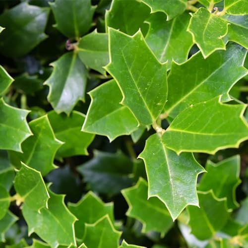 Southern Living 3 Gal. Oakland Holly Shrub - Image 2