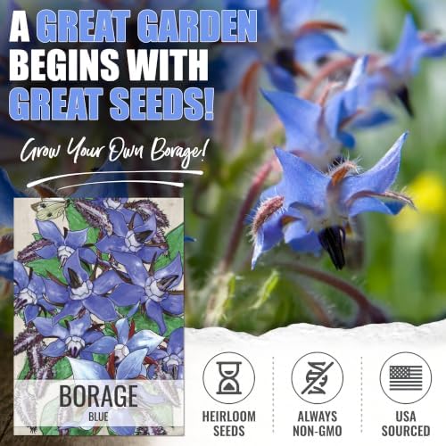 Seed Needs Blue Borage Seeds to Plant an Herb Garden - 2 Packs - Image 2