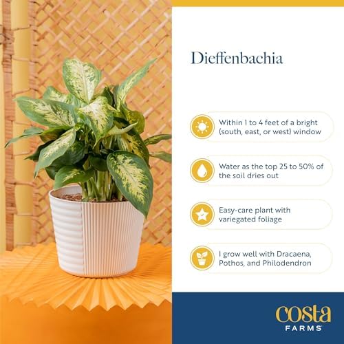 Costa Farms Dieffenbachia, Live Indoor Plant, Easy Care, Home Decor - Image 6