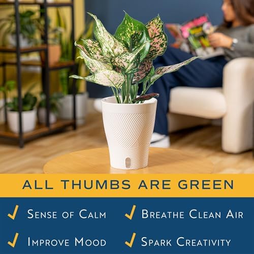 Costa Farms Chinese Evergreen, Live Indoor Plant, Easy Care, Home Decor - Image 4