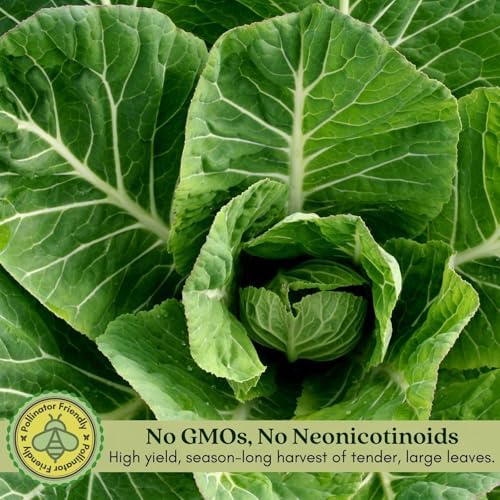 Clovers Garden Georgia Collard Greens Plants - Two (2) Live Plants – Non-GMO - Not Seeds - Each 4" to 8" Tall – in 4" Inch Pots - Heirloom, Heat Tolerant, Cold Hardy, High Yield - Image 5
