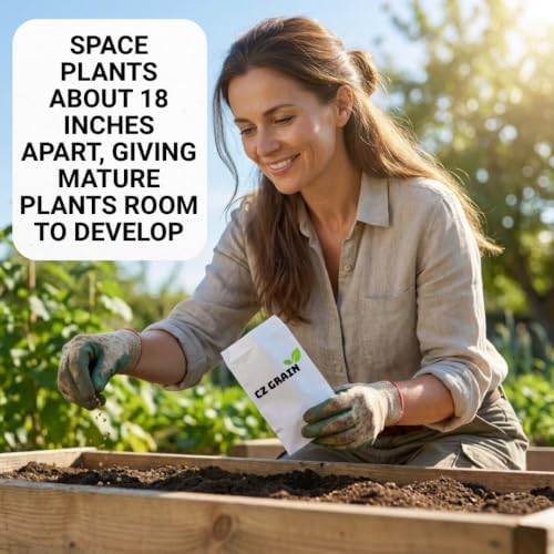500 Waltham Broccoli Seeds | Heirloom Vegetable Seeds for Planting - Image 4