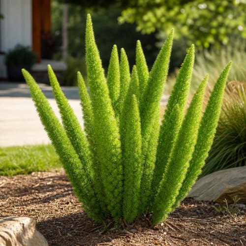 Foxtail Fern Myers | 3 Live Plants | Asparagus Densiflorus Myersii | Unique Tropical Landscape Groundcover - Image 4