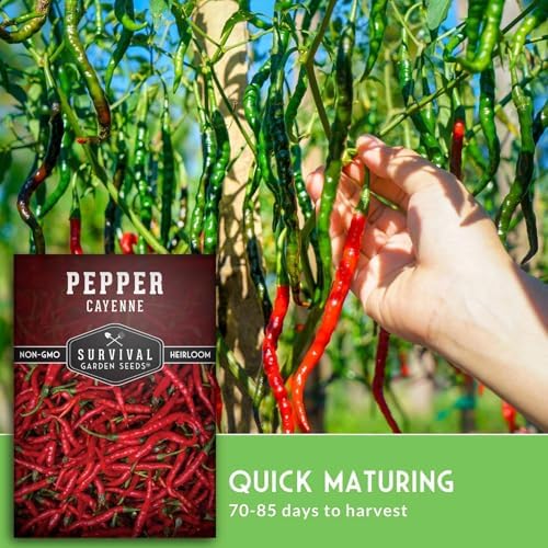 Cayenne Pepper Seeds for Planting - 3 Packs - Image 4