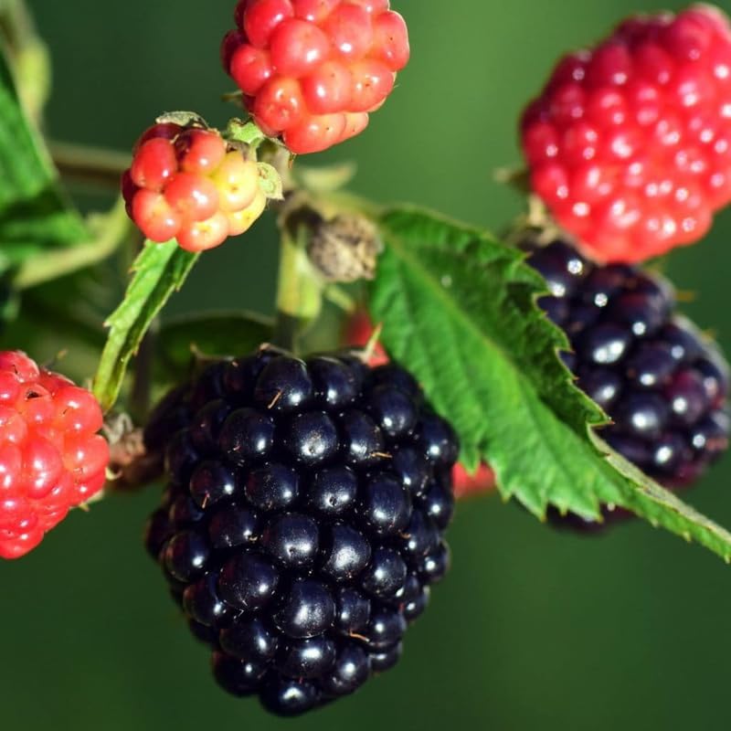 2 Sweet Pie BlackBerry Live Plants, Thornless Berry Plant, 5-8" Tall by GardenNurserySince1996