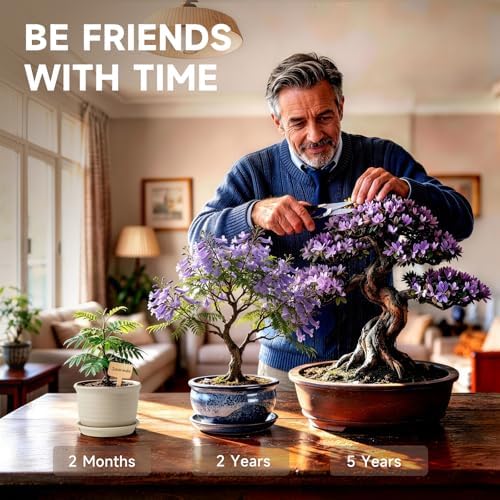 Bonsai Tree Starter Kit, Jacaranda Bonzai Kit, Indoor Bonsai Trees Plant Seeds with Drainage Design Pots, Gardening Gifts for Women, High-Value Plant Gifts - Image 2