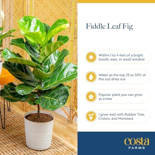 Costa Farms Fiddle Leaf Fig, Live Indoor Plant, Floor Plant, Statement Tree - Image 6