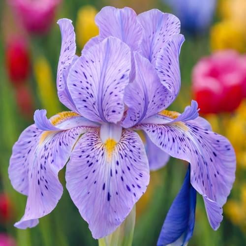 Lavender Haze Bearded Iris Bulbs for Planting - Easty to Grow (1 Bulb) by CZGrain