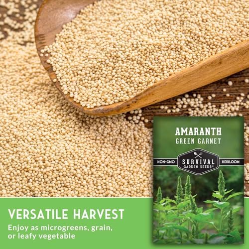 Green Garnet Amaranth Seeds for Planting - Survival Garden Seeds (1 Pack) - Image 4
