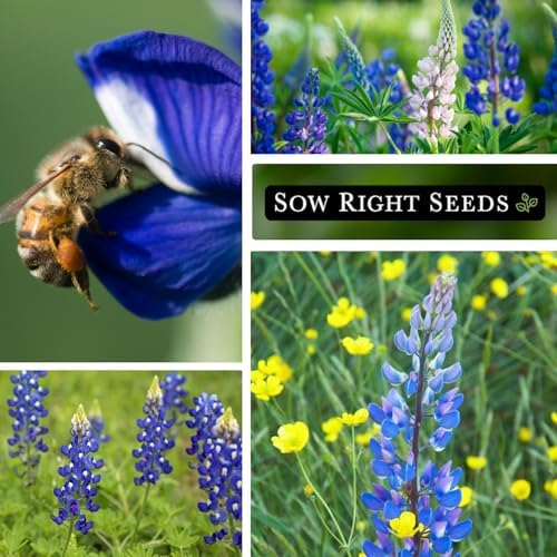 Sow Right Seeds-Wild Blue Lupine Seed for Planting Perennial Wildflower 2pk - Image 4