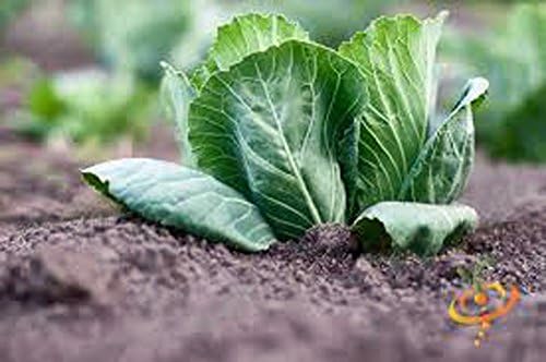 Cabbage Seed, Charleston Wakefield, Heirloom, Non GMO, 100+ Seeds, Tasty Healthy Veggie by CountryCreekAcres