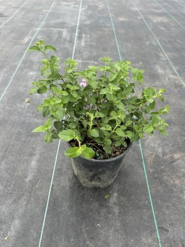 Pink Lantana Live Plant, 1 Gallon, Flowering Perennial Ground Cover - Image 3