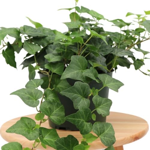 American Plant Exchange English Ivy – Live 6-Inch Potted Trailing Vine, Low-Maintenance Air-Purifying Houseplant for Hanging Baskets, Shelves & Indoor Home or Office Décor - Image 3