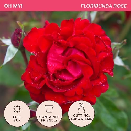 Heirloom Floribunda Roses, Live Own Root Plant, Oh My!™ - Image 4