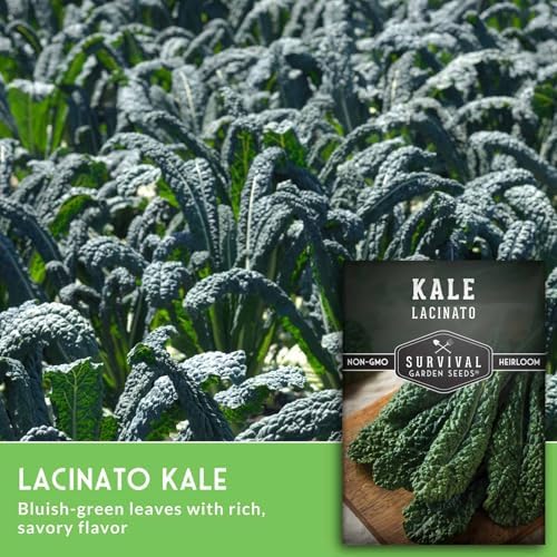 Lacinato Kale Seeds for Planting, Dinosaur Tuscan Variety - 5 Packs - Image 4