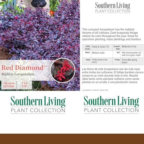5 Gallon Southern Living Plant Collection 'Red Diamond' Loropetalum - Image 4