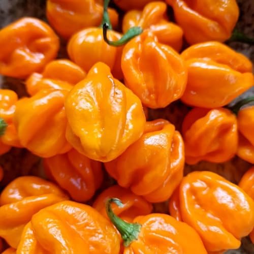 150 Orange Habanero Pepper Seeds - Heirloom Non-GMO, Super Hot Chili for Planting, Ideal for Hot Sauce, Salsas, and Home Gardens – High Scoville Rating - Image 5
