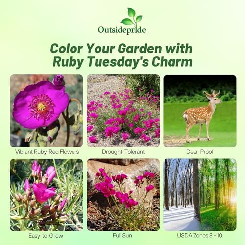 Outsidepride Rock Purslane Seeds for Planting - 10,000 Pcs Perennial, Easy to Grow, Vitamin-Rich & Drought Tolerant Succulent Seeds for Culinary, Xeriscaping, Containers & Hanging Baskets - Image 2