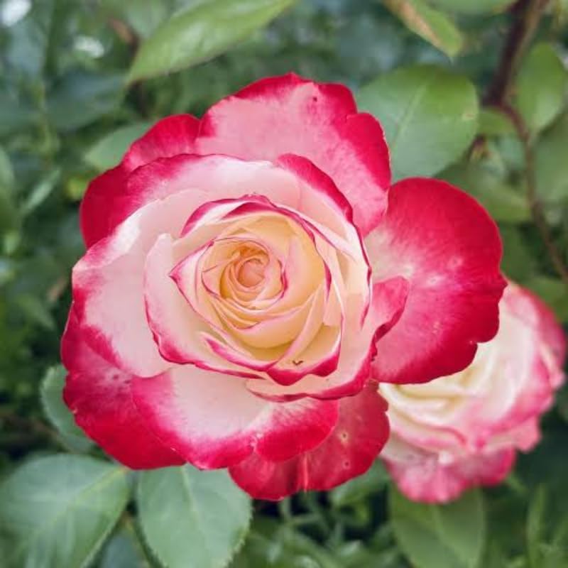 White Red Climbing Roses Live Plants, Fragrant Starter 5-9" Tall - Image 4