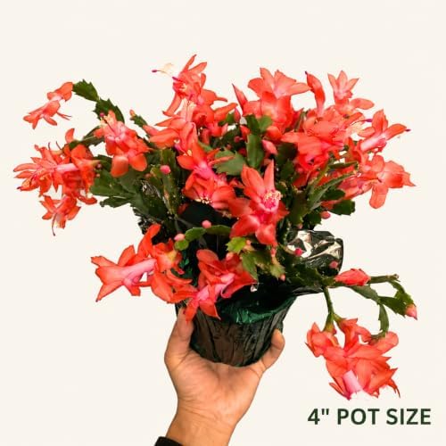 Christmas Cactus Live Plant, 8 Inch Rooted Indoor Holiday Houseplant - Image 3
