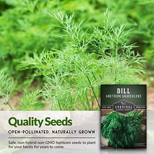 Dill Seeds for Planting – Heirloom Bouquet Variety (1 Pack) - Image 4