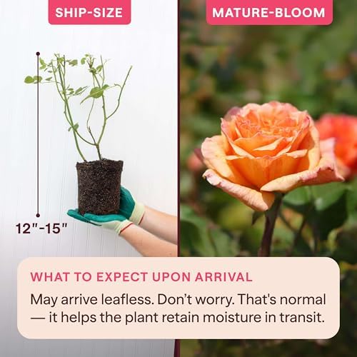 Heirloom Climbing Roses, Live Own Root Plant, Garden Sun™ - Image 2
